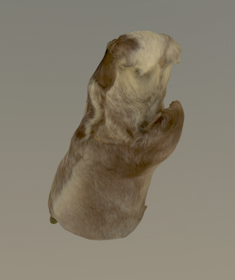 Poron koipinahkasta ommeltu kinnas